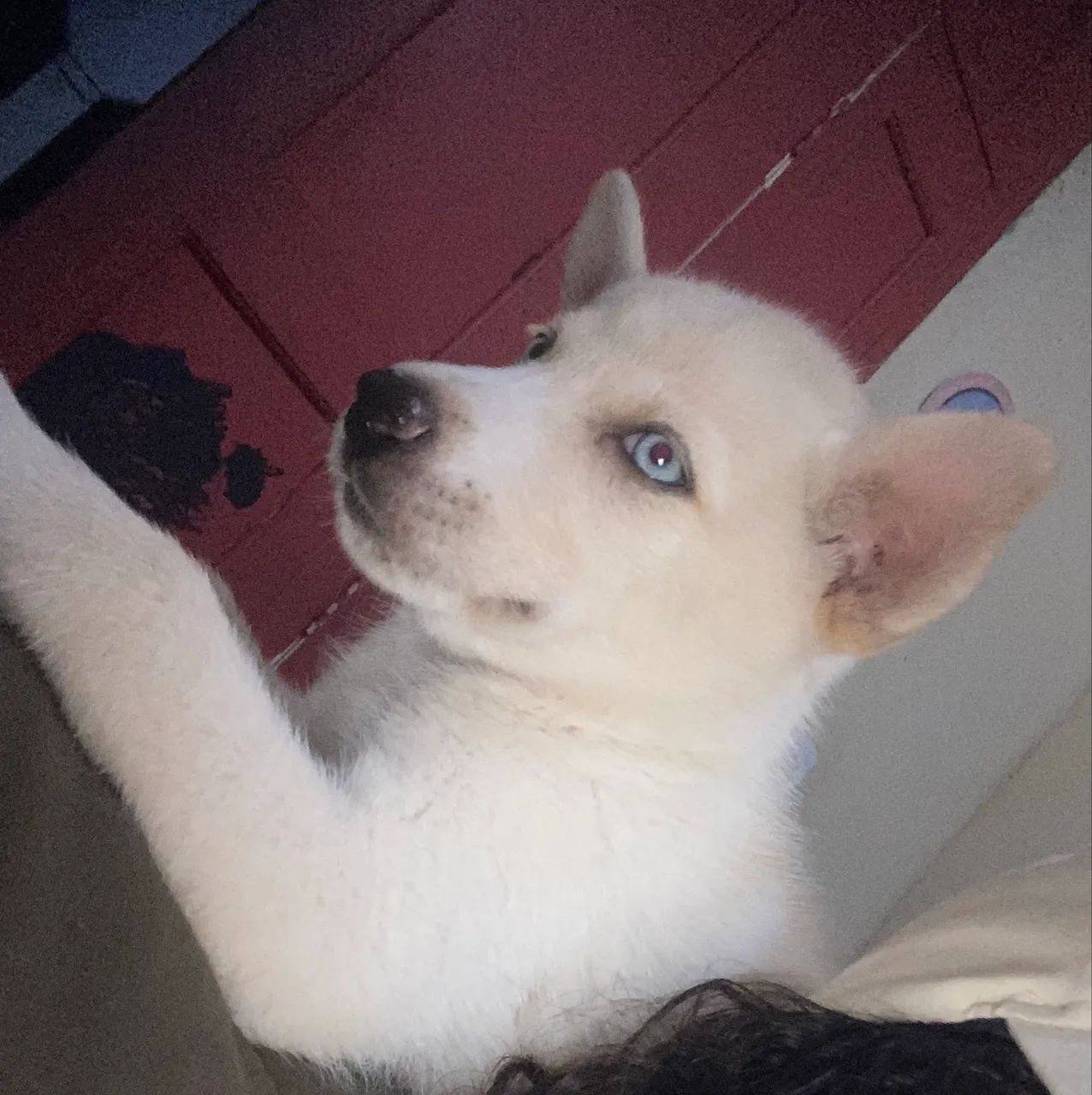 Vendo cachorro Husky siberiano  - Foto 5