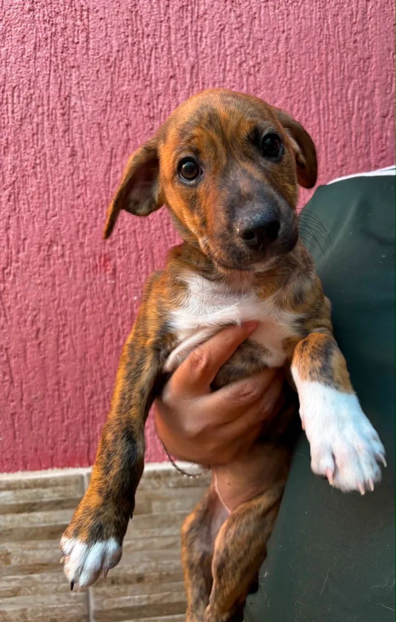 Adoção responsável  - Foto 4