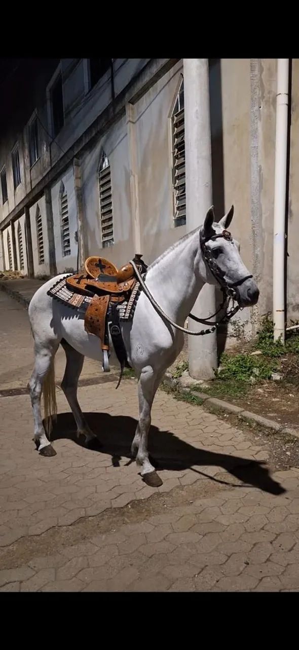 Égua Mangalarga Marchador jovem, registrada. Aceito cartão e pix 