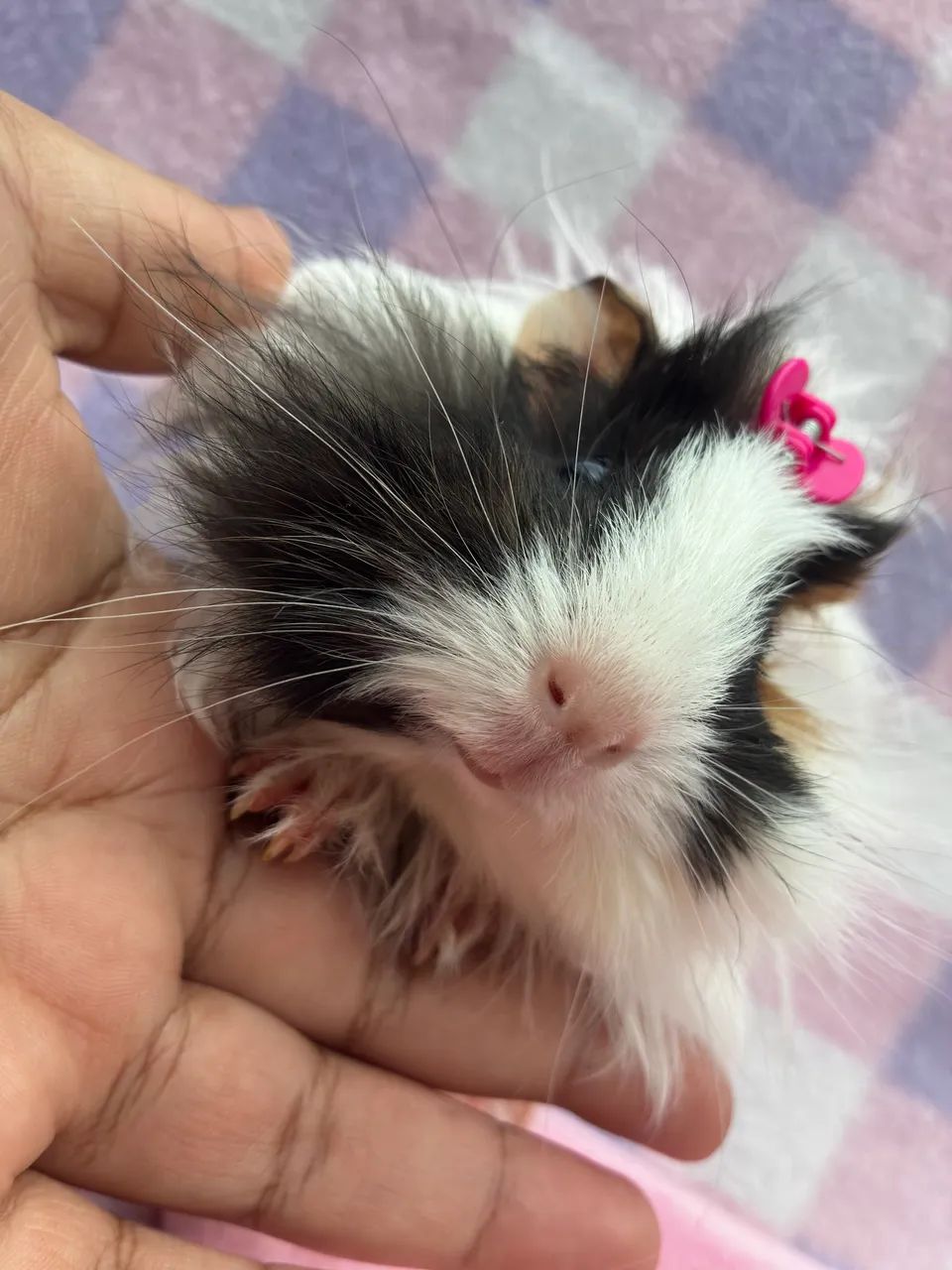 Porquinho da índia  - Foto 2