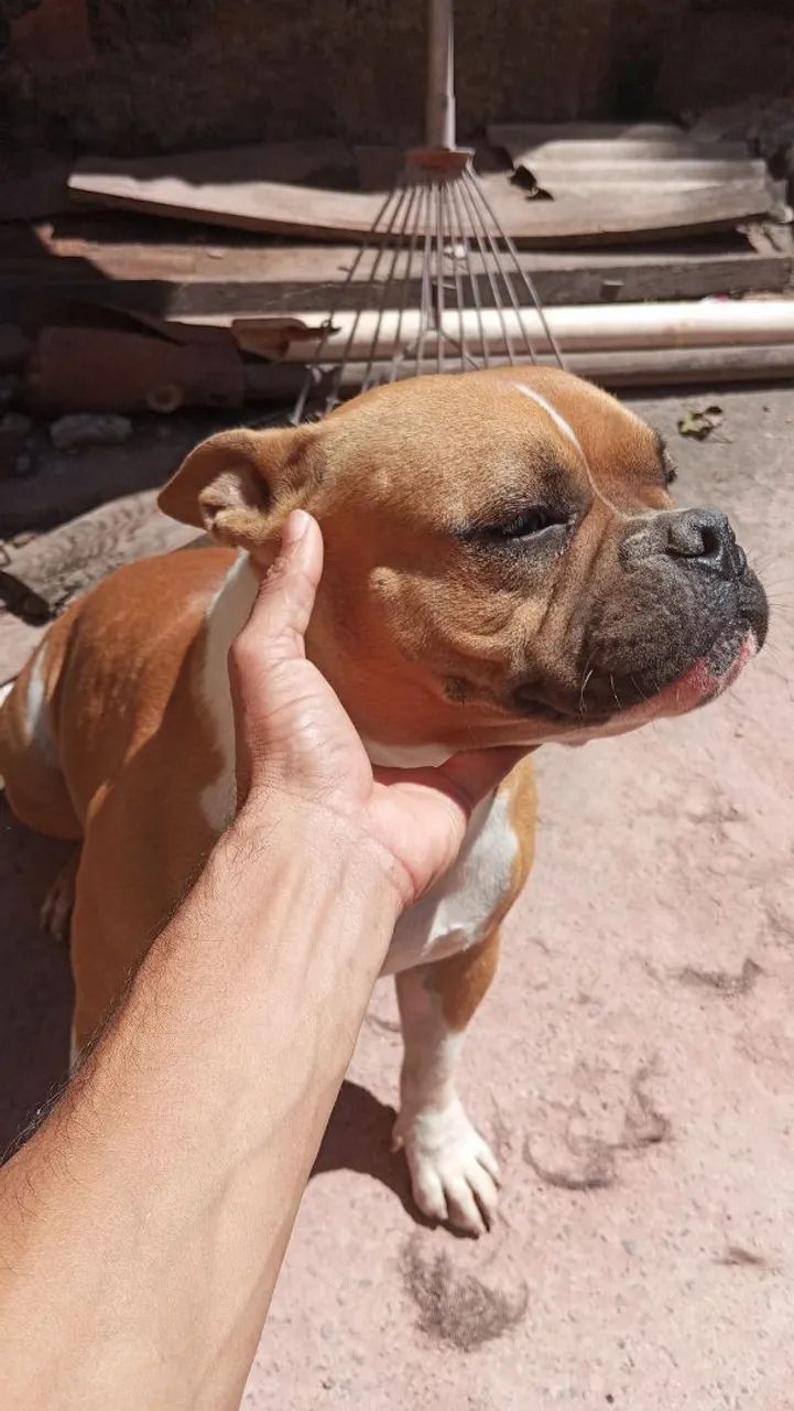 American Bull  - Foto 3