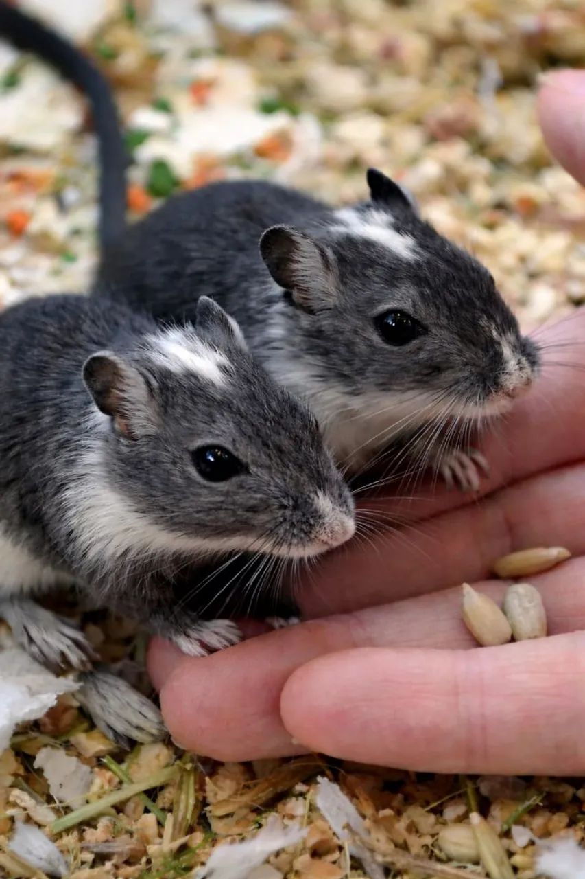 Filhotes de Gerbil 
