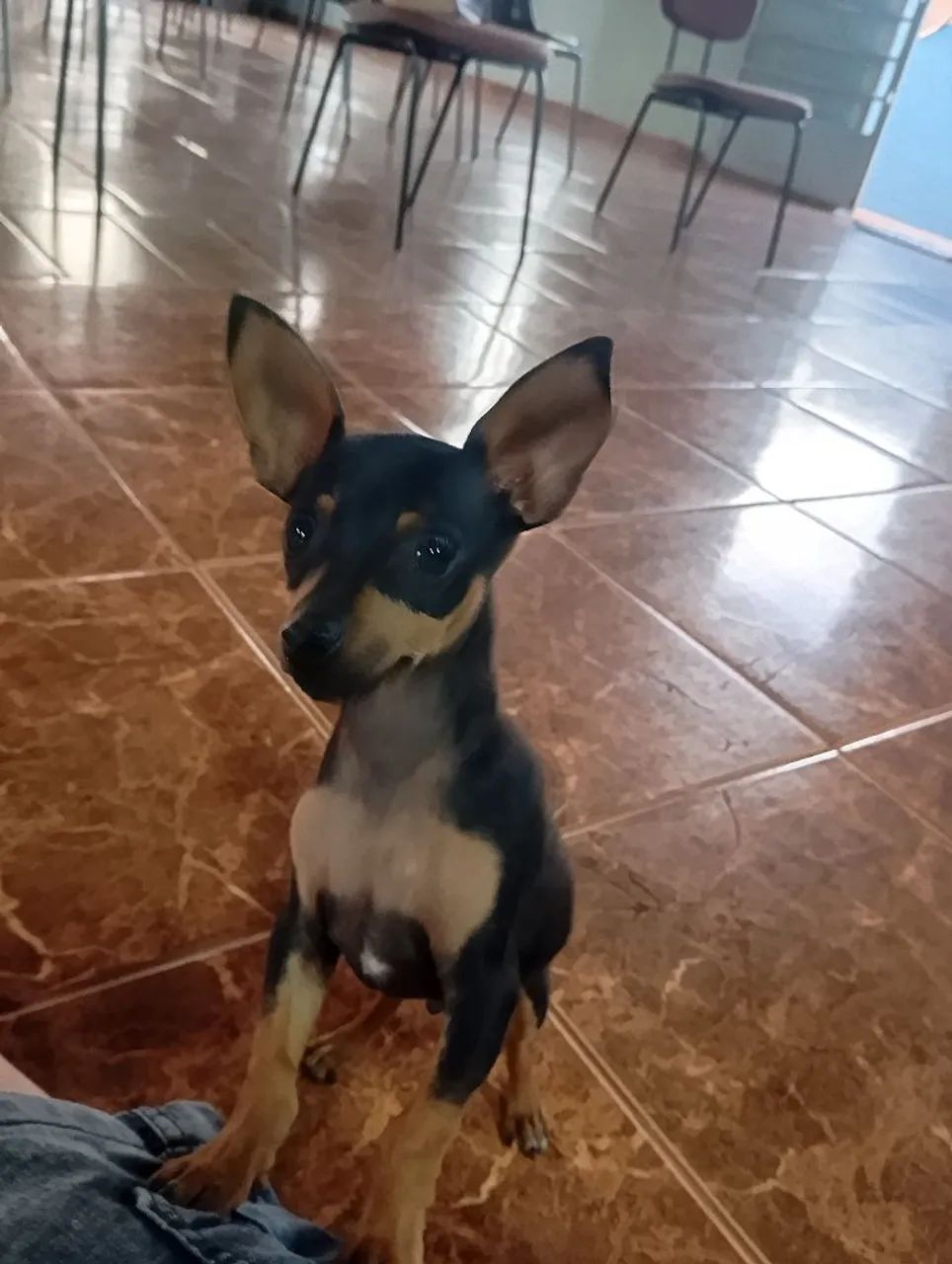 Pinscher macho  - Foto 4