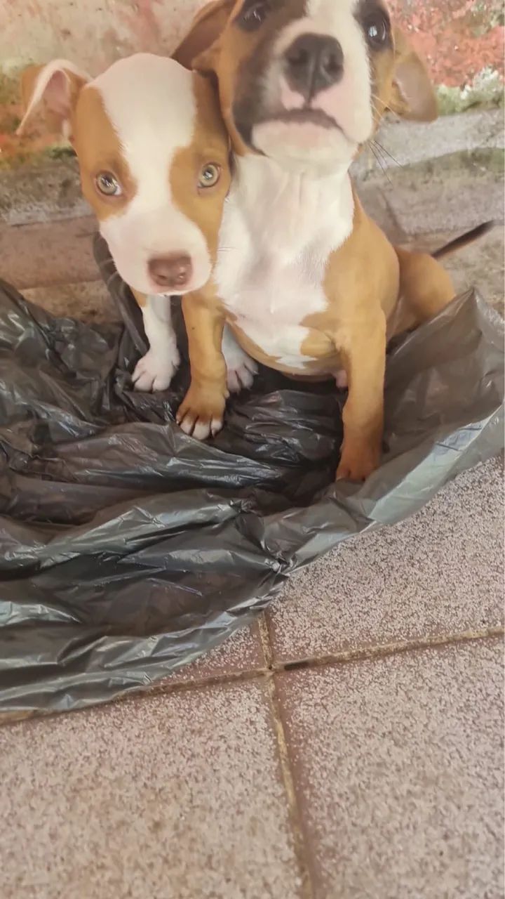 Pitbulls de raça - Foto 2