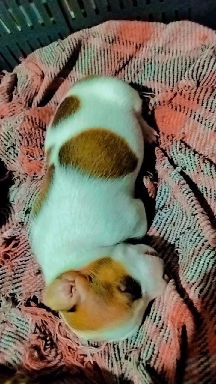 Pinscher  - Foto 2
