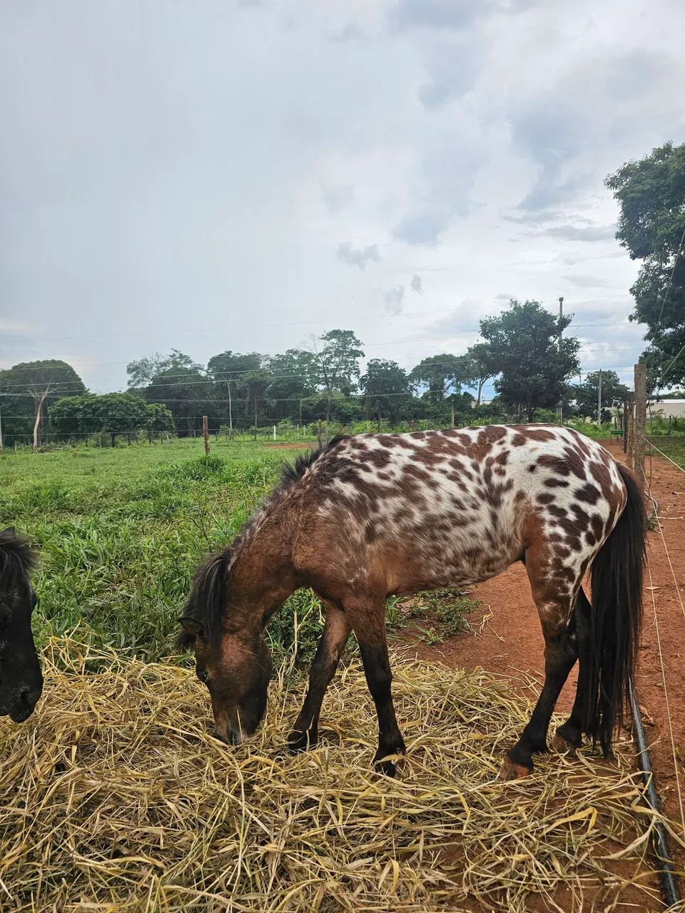 Ponei apaluza macho e uma ponei fêmea  - Foto 2