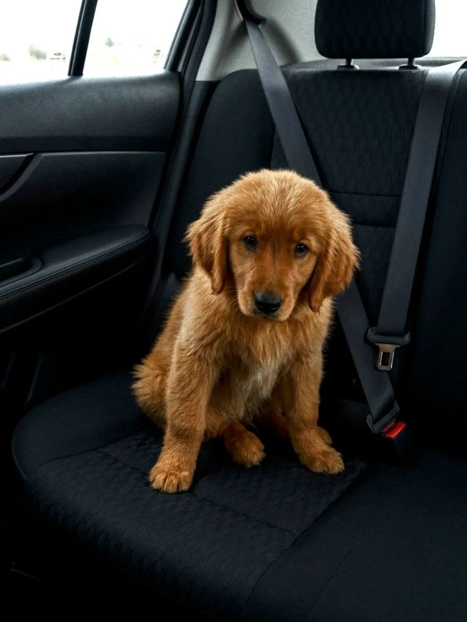 Golden retriver  - Foto 3