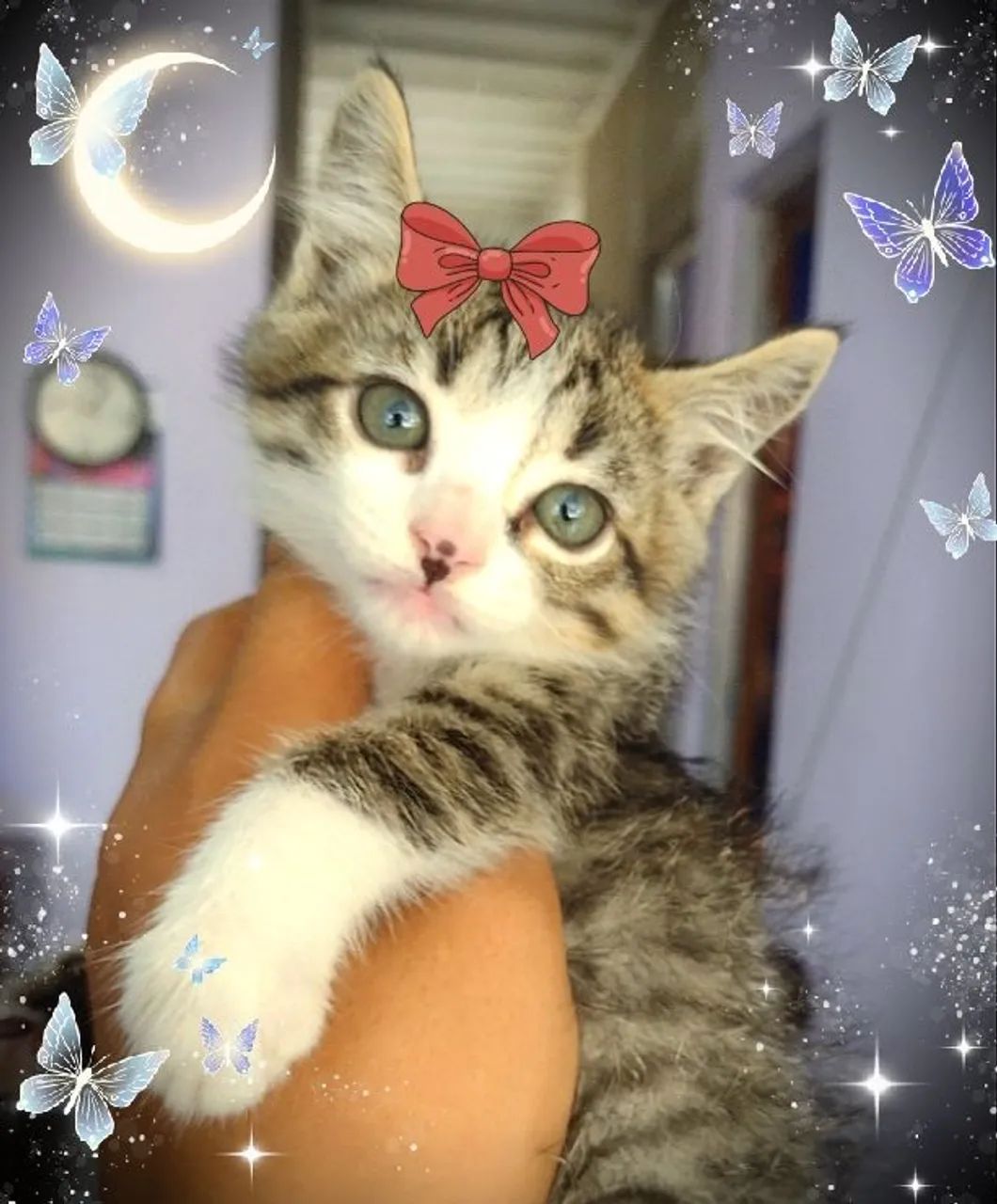  Doação Gatinhos Maine coon - Foto 2