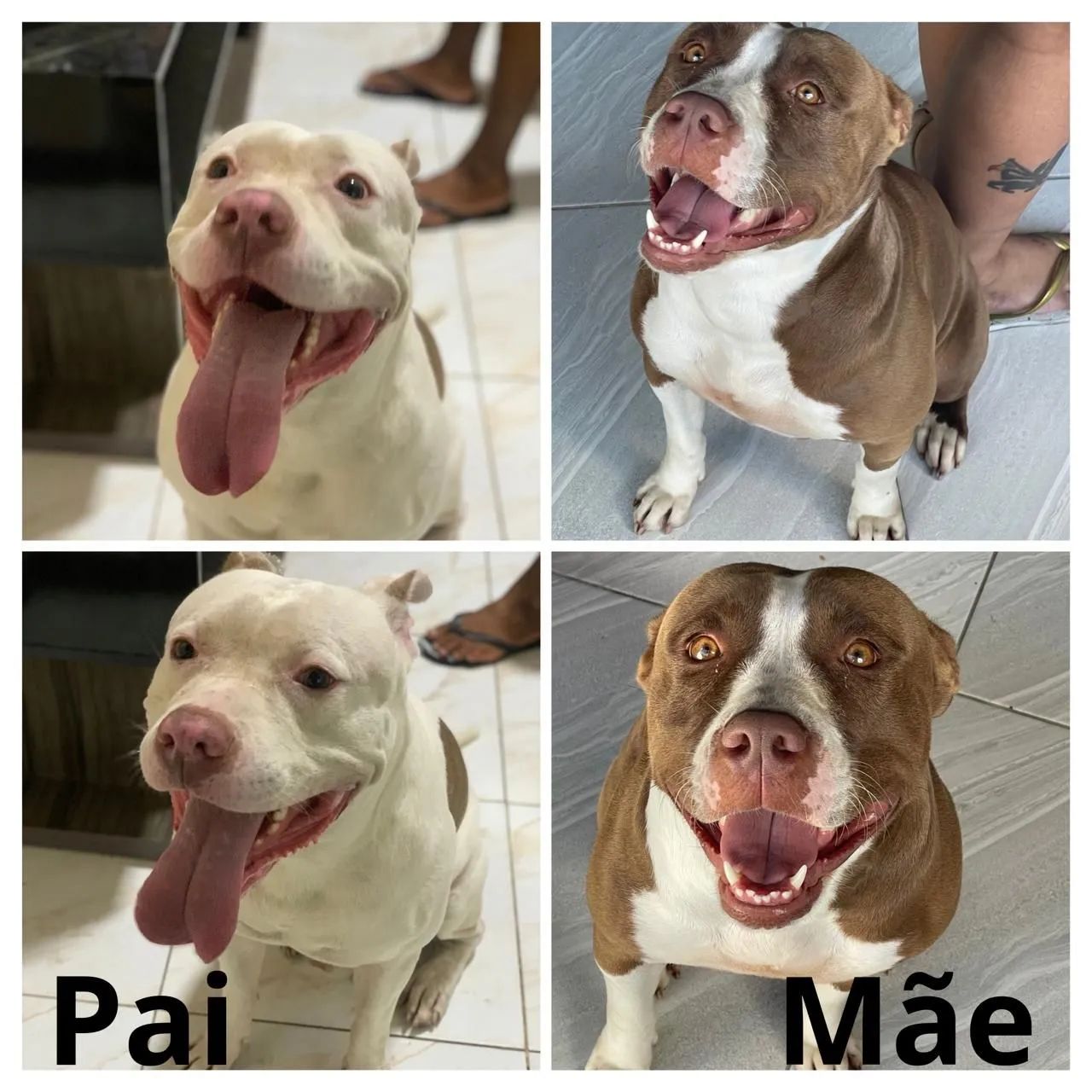 Filhotes de PitBull