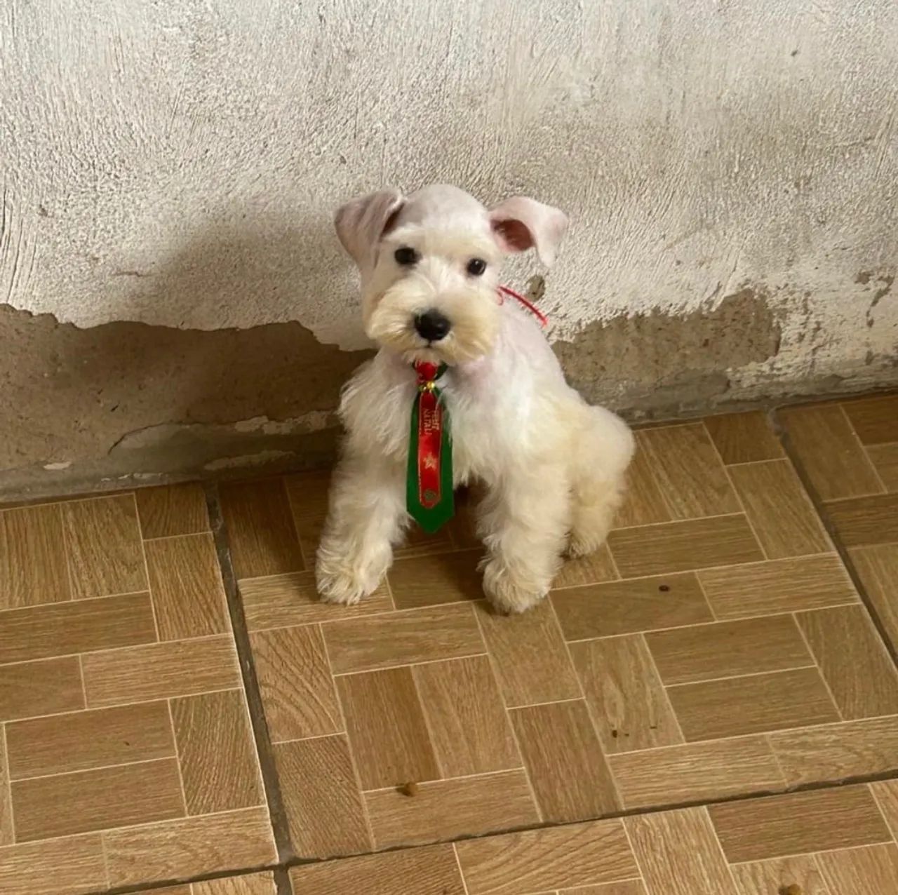 Schnauzer miniatura  - Foto 5