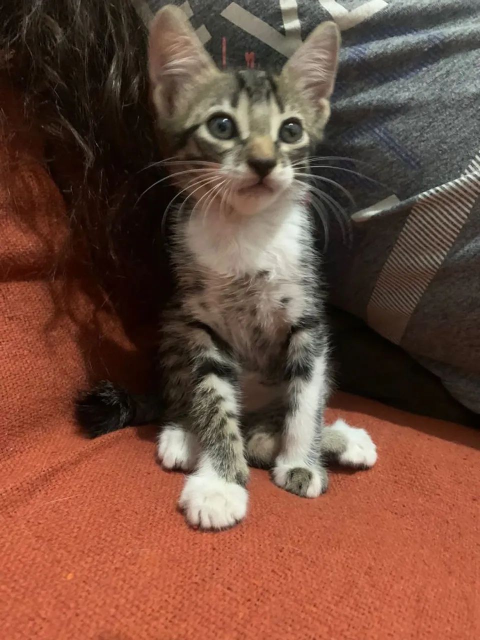 Gatinho fofinho para adoção  - Foto 4