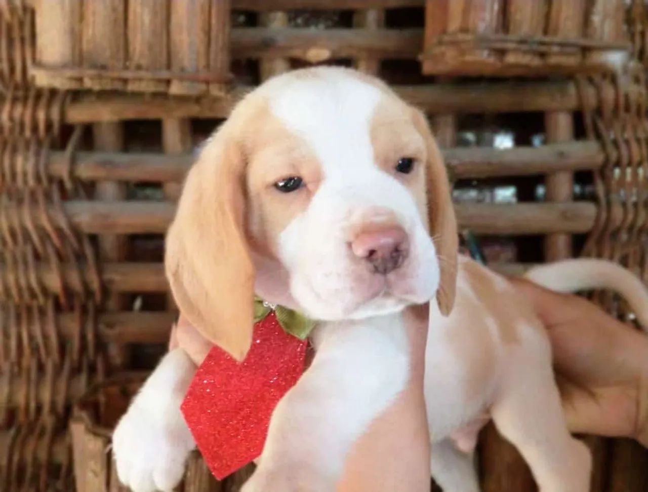   Beagle  - Foto 5