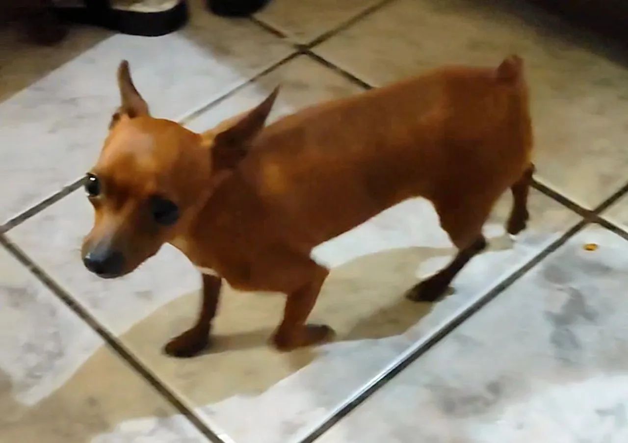 Pinscher zero - Foto 2