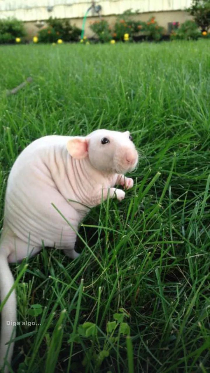 Rato Twister hairless - Foto 2