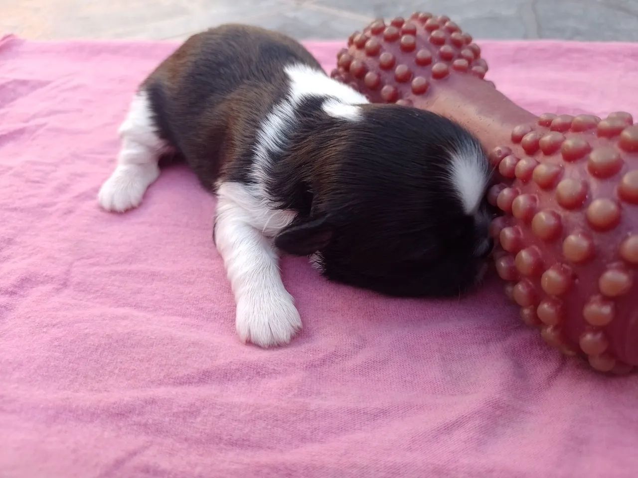 Cachorro  - Foto 5