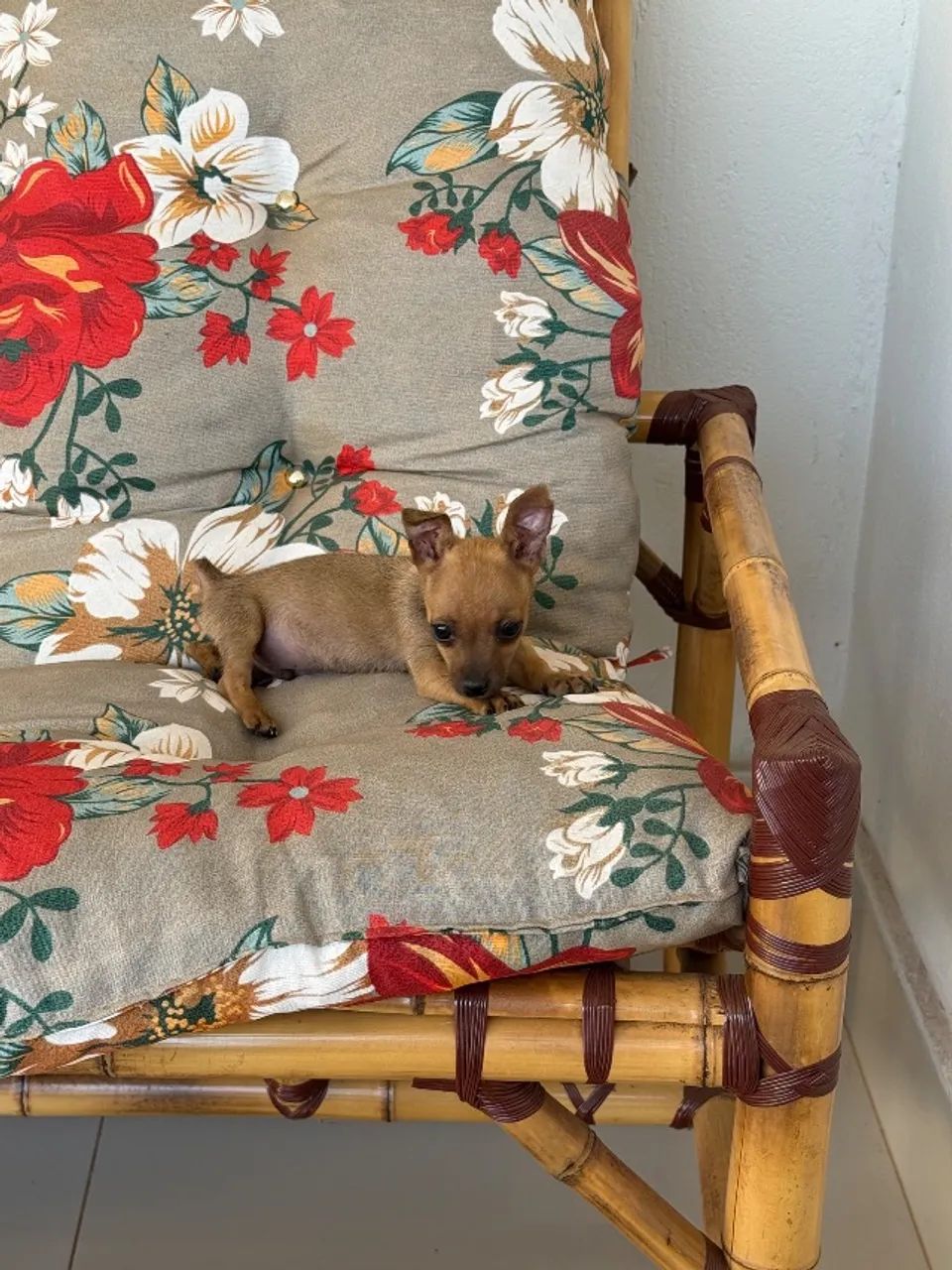 Pinscher macho zero
