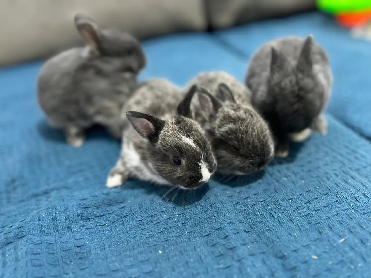 Mine Coelhos - Foto 4