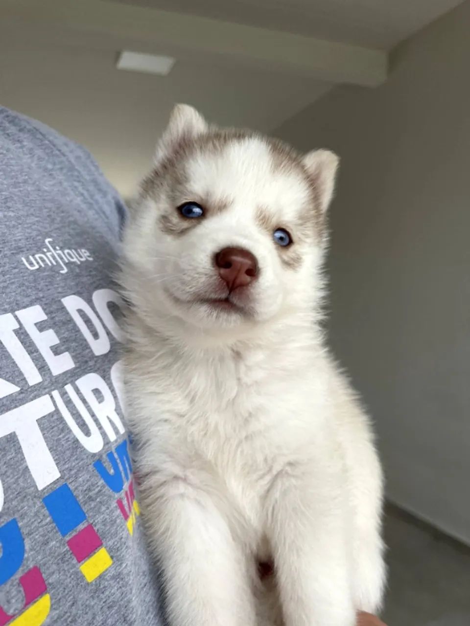 Husky siberiano - Foto 2