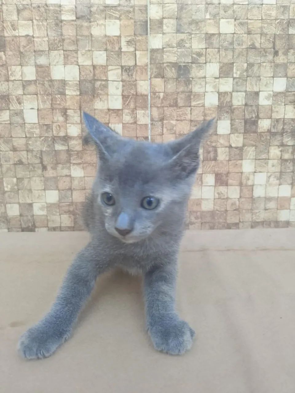 Doação de gatinhos - Foto 4