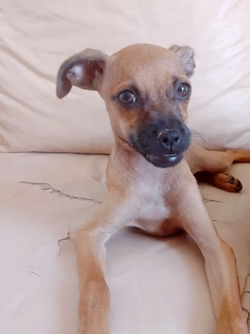 Cachorros para doação  - Foto 3