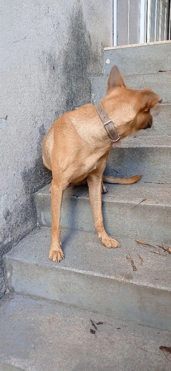 Doa-se cão Caramelo macho - Foto 3