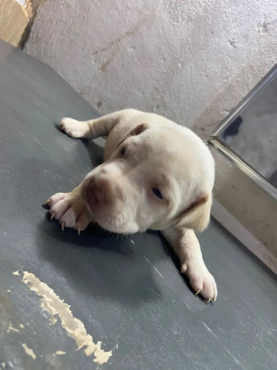 Cachorro  - Foto 4
