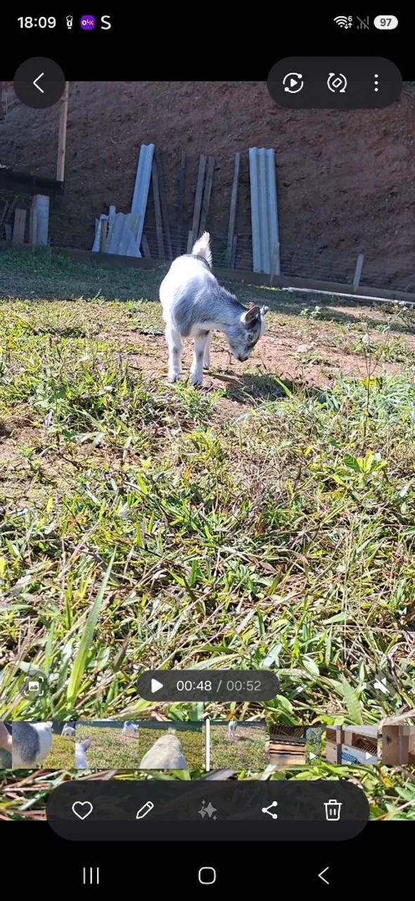Mini cabra  - Foto 5