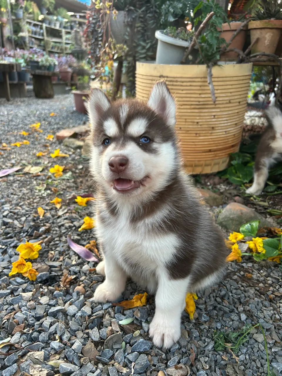 Husky Siberiano  - Foto 2