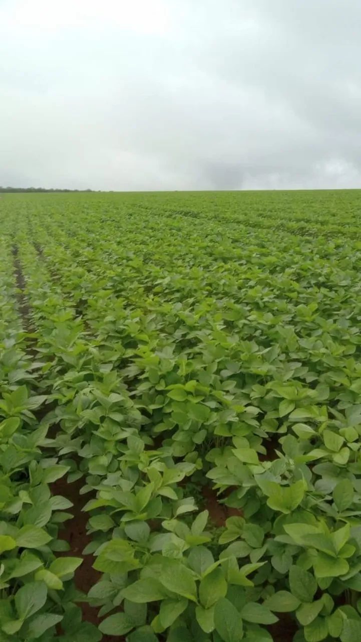 Vendo sitio 40 alqueiro de planta .. - Foto 2