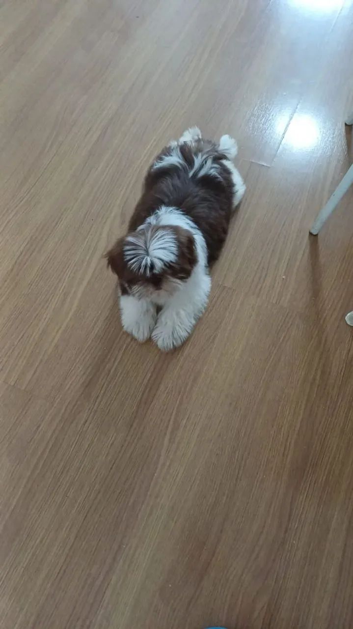 Shitzu Macho 3 meses - Foto 2