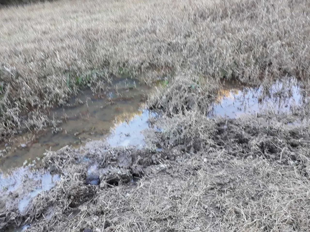área - Pinhalzinho - Pinhalzinho - Foto 4