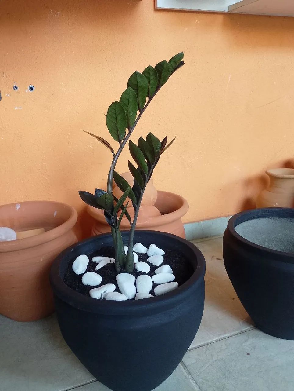 Terra preta adubada - Foto 4