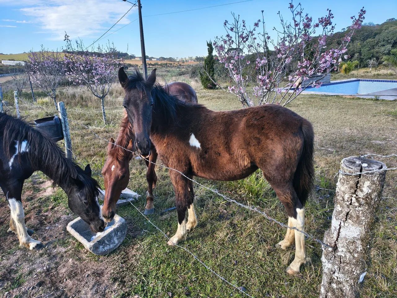 Cavalos  - Foto 2