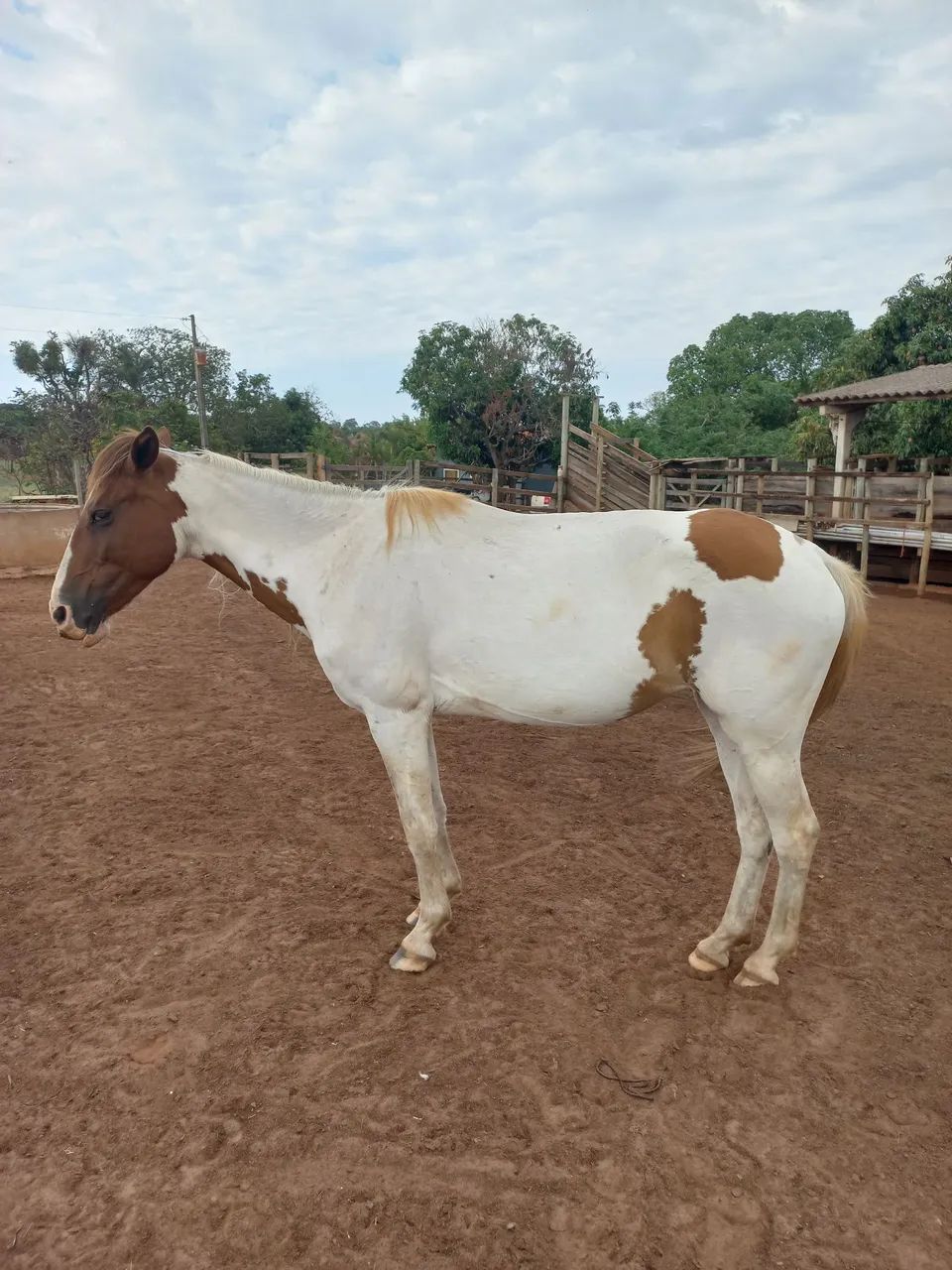 Potra Paint Horse  - Foto 2