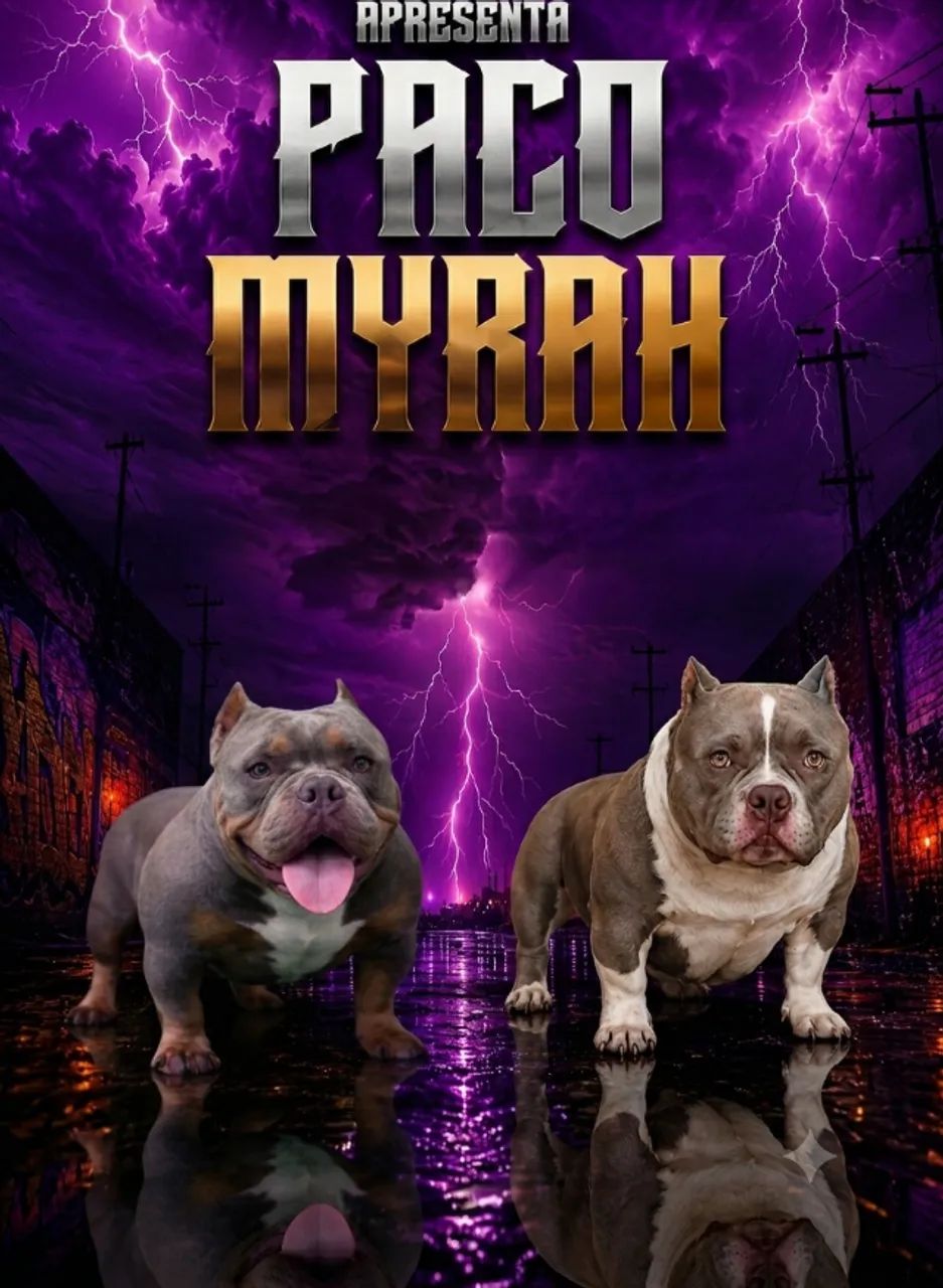 Exotic Bully Micro Tri Lilac  - Foto 3
