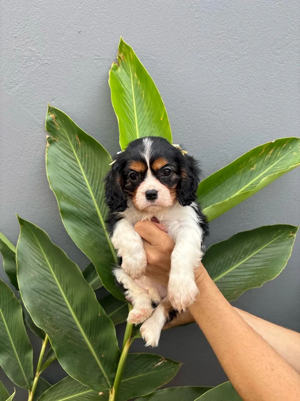 Cavalier king  - Foto 2