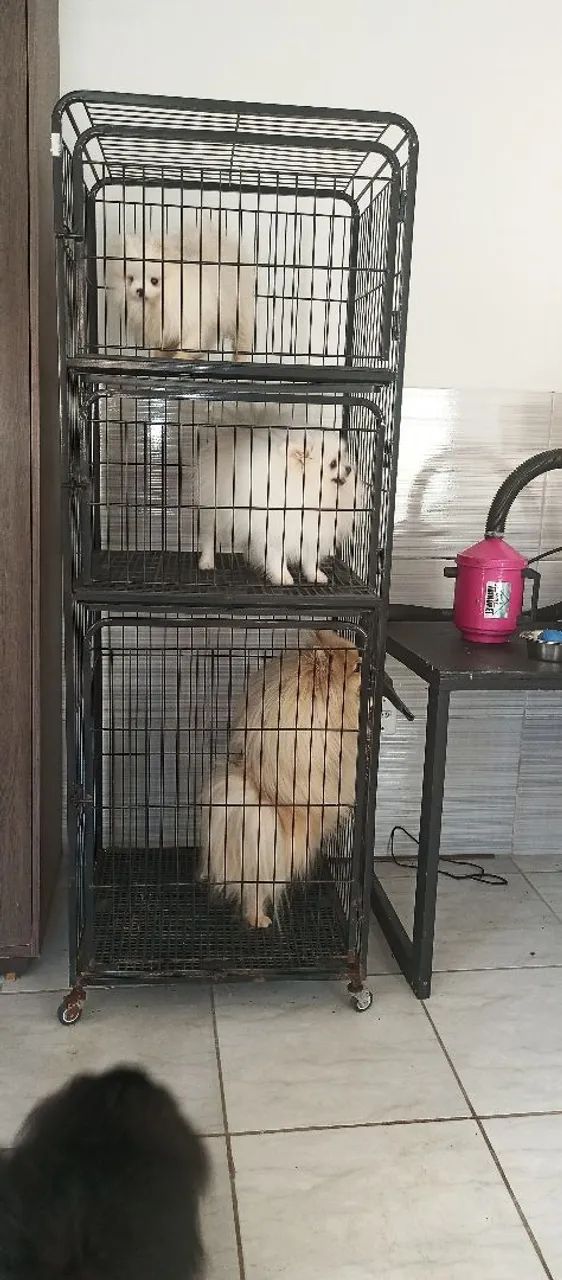 Soprador pet shop - Foto 5