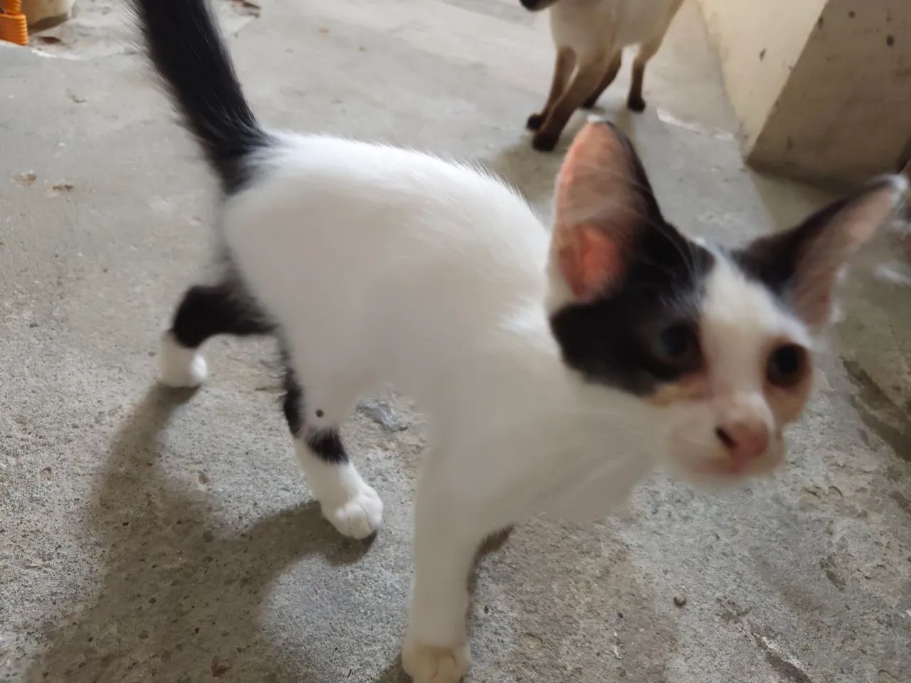 Gato adoção - Foto 4