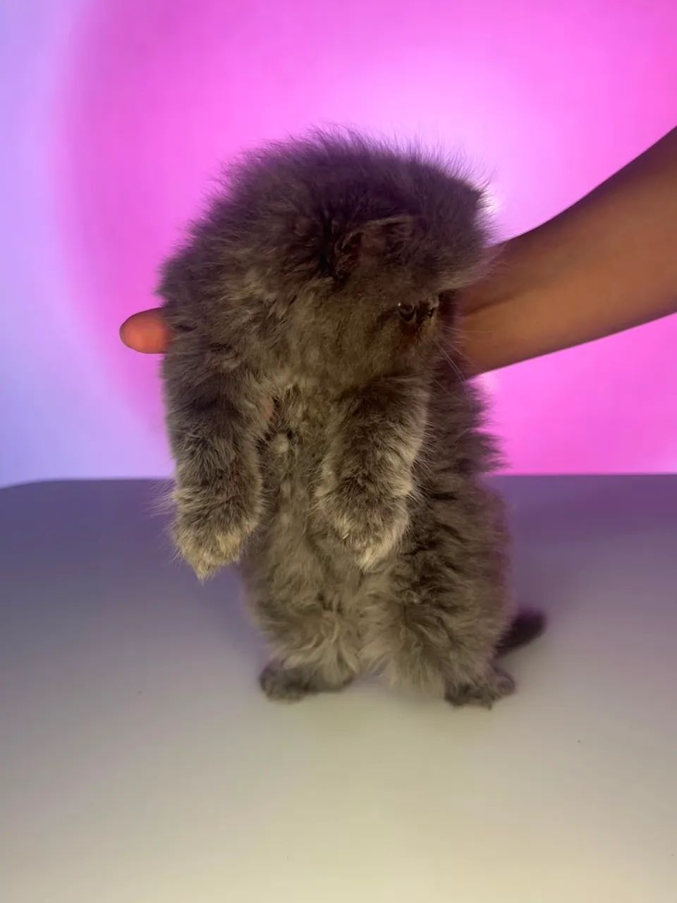 Gato Persa Macho - Foto 4