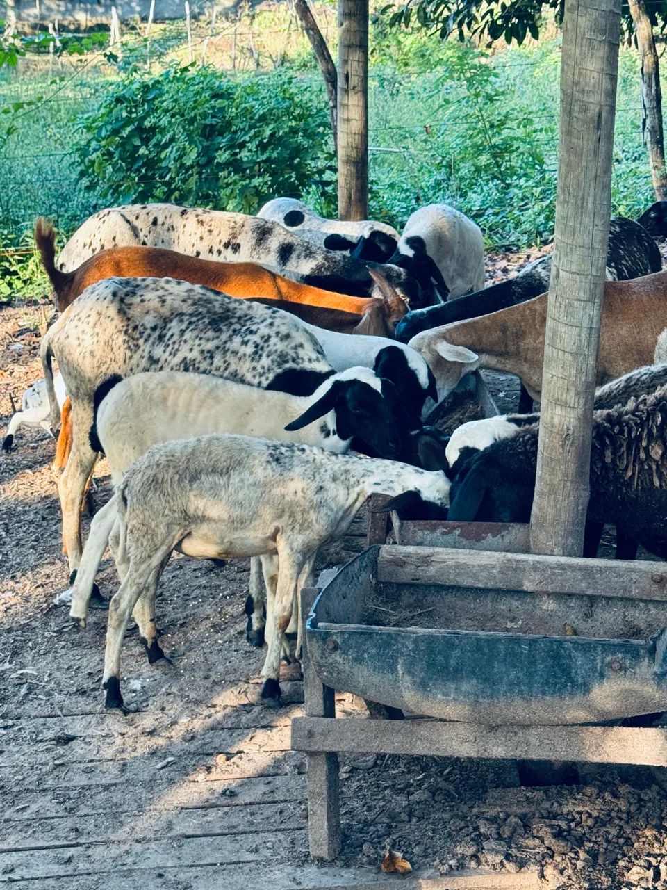 Ovelhas e carneiro  - Foto 5