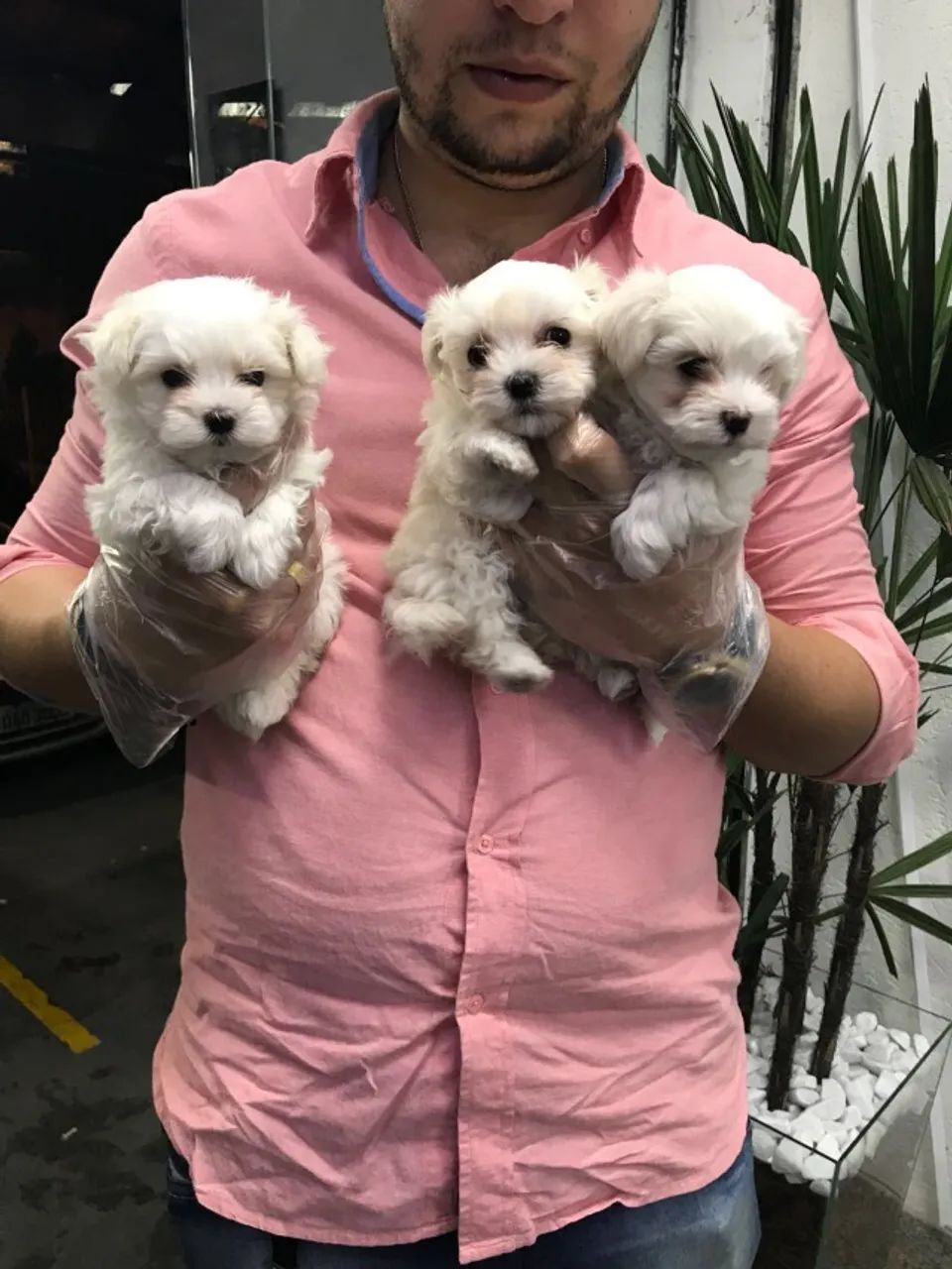 Maltês Fêmea com Pedigree - Pequena, Delicada e Muito Carinhosa - Foto 2