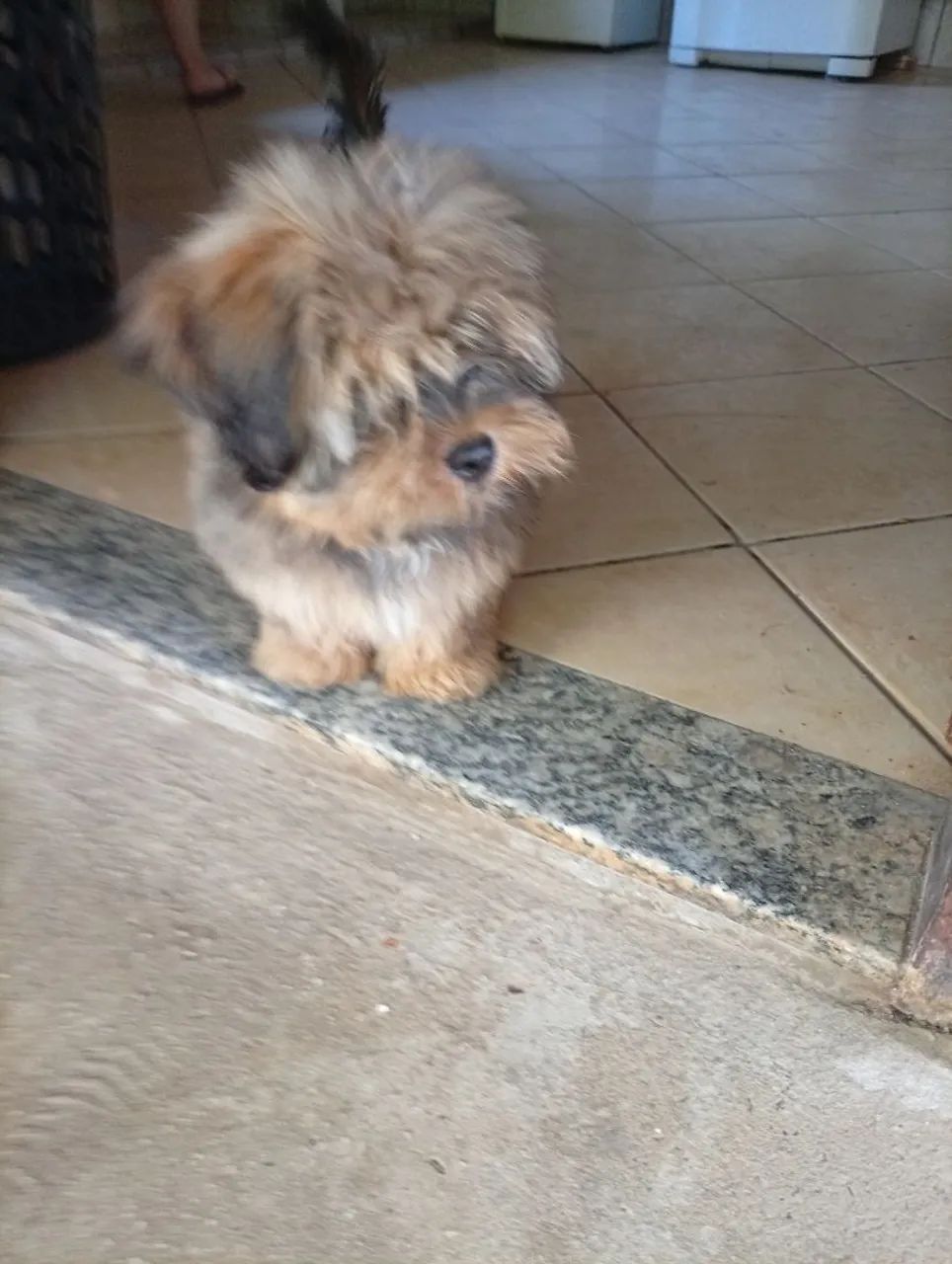 Shiatsu 4 meses  - Foto 4
