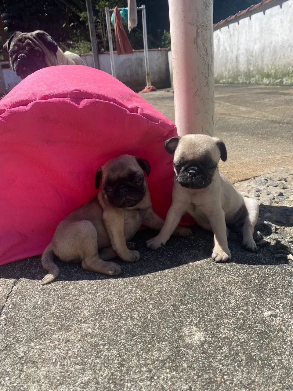 Pug - Foto 2