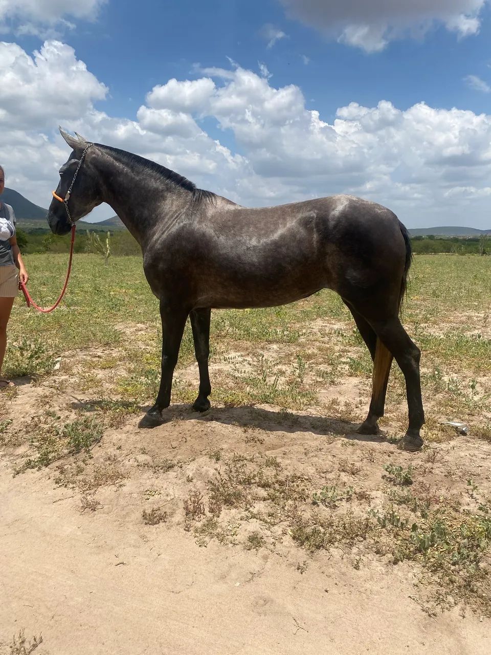 Égua mangalarga  - Foto 2