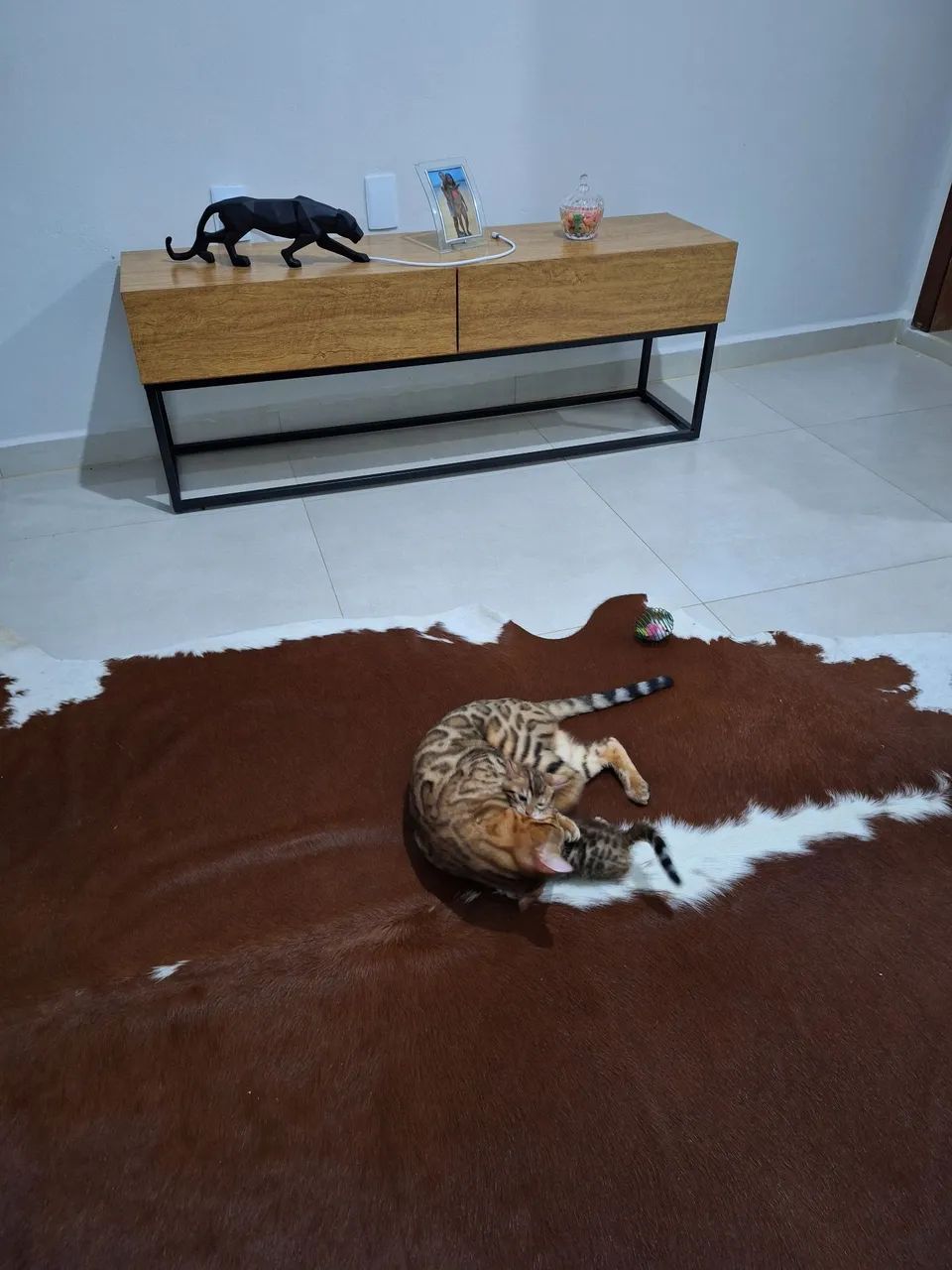 BENGAL CAT MATRIZ  - Foto 4