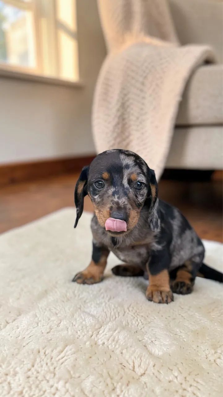 Filhote de Daschund Mini  - Foto 3