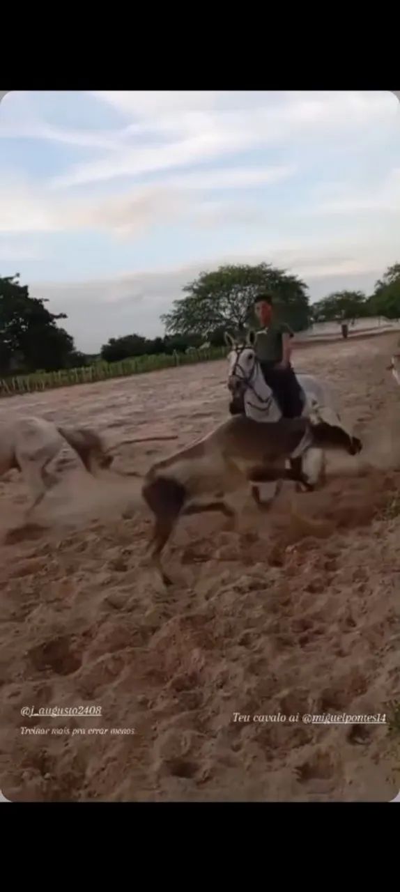 Cavalo  - Foto 3