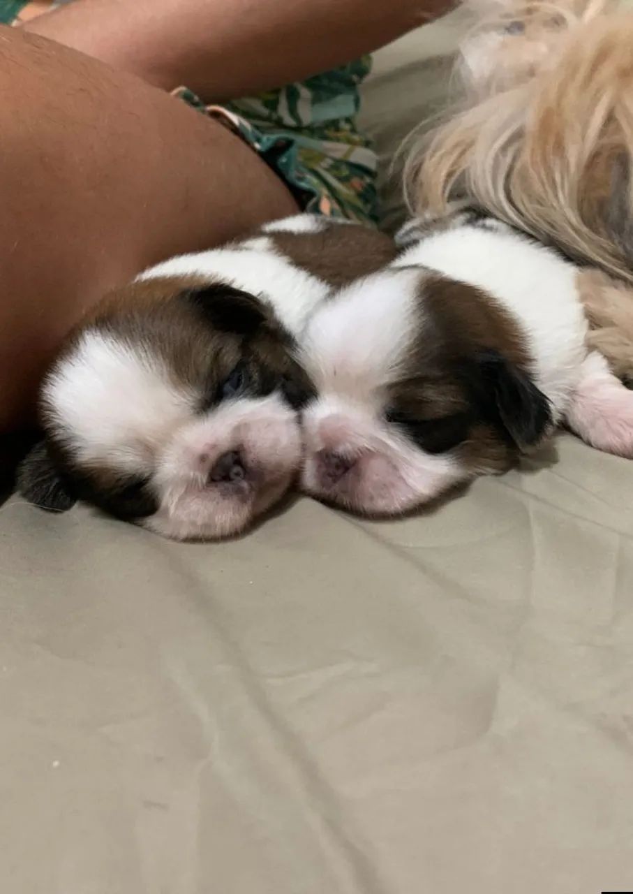 Fêmea Shi Tzu 