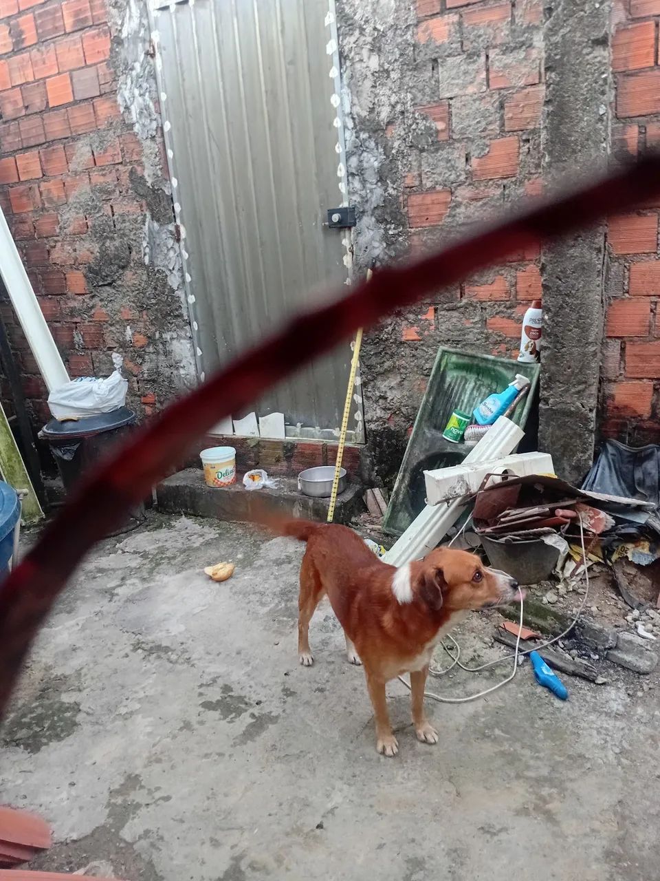 Doação de   E cachorro ?  caça  também   - Foto 2