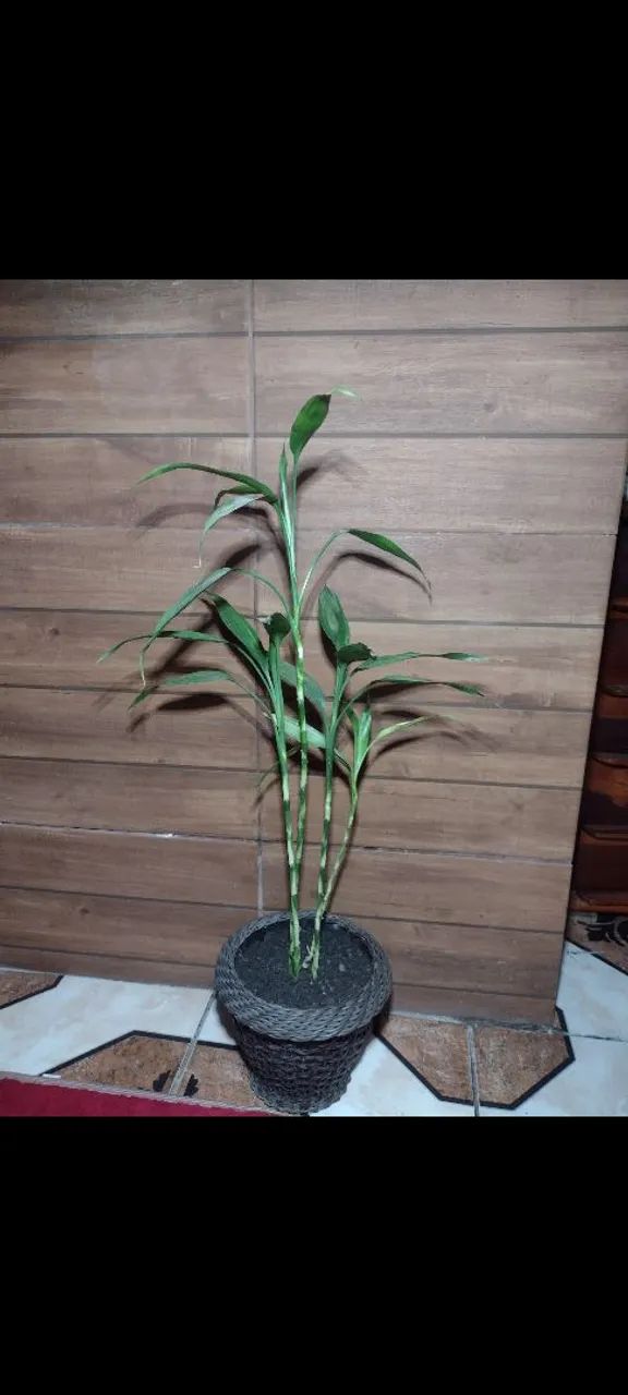 Vaso de planta com bambu da sorte 4 mudas 
